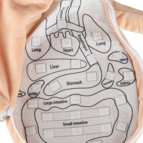 Lalka maskotka zabawka edukacyjna nauka anatomii dziewczynka